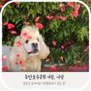 동탄 호수공원, 강아지와 함께하는 힐링 산책명소