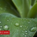 페트리코 이미지