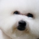 레이지포 이미지