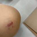 크로스핏 보라 | [크로스핏 4개월 차] 토투바 게 섰거라/엑스포디움 손목보호대, 스웻밴드 후기