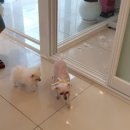 모모펫그루머 이미지