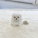 중랑강아지분양 아메리칸불리분양 아메리칸불리무료분양 아메리칸불리책임분양 이미지