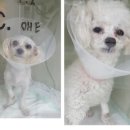 프라임동물병원 이미지