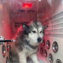 유폴 24시 애견셀프목욕 원주점 이미지