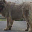 토실이네 이미지