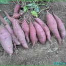 서리농장 이미지