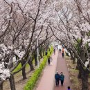 낙동제방 자전거도로 이미지