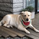 카페이스터에그 이미지