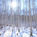 자작나무쉼터 이미지