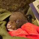 지리산밧데리 이미지