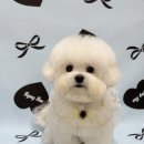 편안한댕 이미지