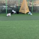 힐링독아카데미 이미지