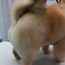 #the예쁘개 이미지