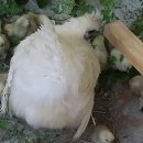 들길농장 이미지