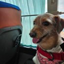 한일교통(주) | 강아지랑 배타고 제주도 여행 가는 법(완도왕복, 실버클라우드, 골드스텔라, 비용, 차량선적)