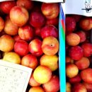 안동청과 이미지