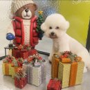 도도버드 이미지