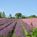 초성김치마을 이미지