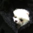 더독 동물병원 이미지