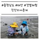 노을빛진산펜션 | [충남/태안] &#39;진산리어촌계&#39; 비 오는 날 아이랑, 물때까지 못 맞춘 갯벌체험 (주차, 스팟)