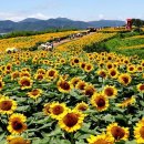 교리농장 | 7·8월 여름꽃 여왕은 해바라기예요! 해바라기 축제와 명소 리얼후기