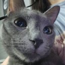 (주)영화산업 | 영화 살목지 솔직 후기!!에 결말 주관적인 해석을 곁들임(스포 주의) + 고양이 자랑과 일상글