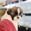 도그블랑 이미지