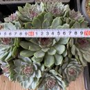 산딸기자연군생 이미지