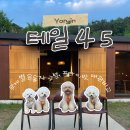 두타빌A,B동사이 | [용인/테일45] 프라이빗 대관 가능한 용인애견운동장 B동 후기🐶