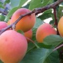 김영태농장 이미지