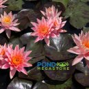 프리키사이드 수련(Prakisad Water Lily) 이미지