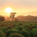 무괴아심 이미지