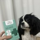 렉스덴탈 | [파파메디 메디덴탈 강아지 치아영양제] 강아지 보양식, 강아지개껌