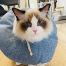 일산시티 동물의료센터 | [봄이] 랙돌 고양이 중성화수술 (ft. 일산시티동물의료센터)
