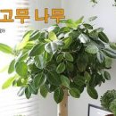 뱅갈고무나무 키우기 가지치기 키우는법 한 번에 정리 이미지
