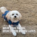 말티푸 강아지 겨울패딩 바잇미 더블히트 발열패딩 L사이즈 후기