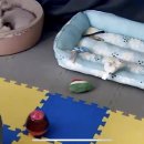 연희도그 이미지