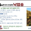낙엽송(일본잎갈나무) 이미지