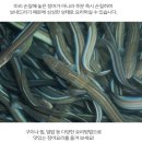 통영바다장어구이 - 천안시 서북구 입장시장3길 7 | 통영바다장어구이