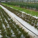 카페구르미 이미지