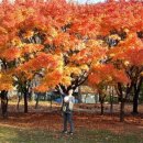 서빙고(근린공원) 이미지