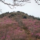 제32회 여수영취산진달래축제 이미지