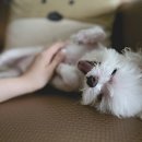 Dr. 오즈 동물병원 이미지