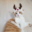 이츠캣
