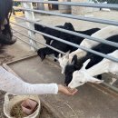 아기염소 | [공지] 🐐 청도 아기염소 체험 + 카페 &lt;고트힐(청도아기염소체험농장)&gt;