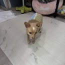 이쁜멍멍이 | 🤍이쁜 아가들 후기🤍