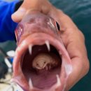 심해 생물사진 (2) 이미지