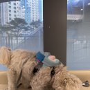 효진동물병원 | 세종 보람동 동물병원 추천 “유진동물병원” 을 다녀오다!