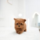 여주켄넬 이미지