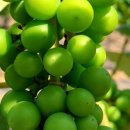 강금자농장 이미지